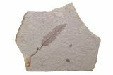 Unidentified Fossil Leaf - Ruby River Basin, Montana #216600-1
